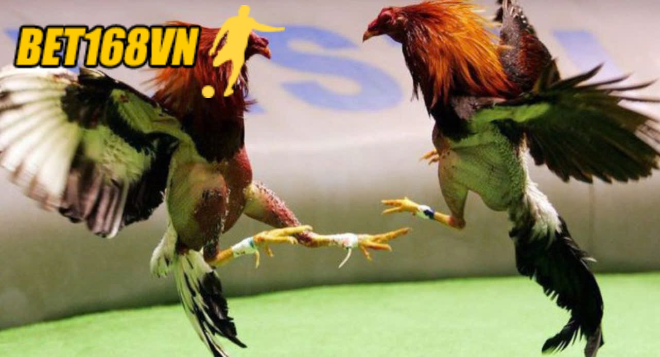 Thành công của kênh đá gà cực sắt Bet168vn