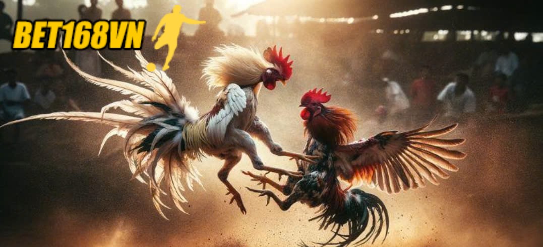 Vài nét đặc biệt của Đá Gà Philippines